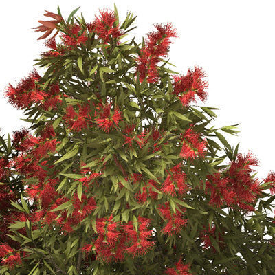 2020 XfrogPlants Oceania 3 Library  3D model_8