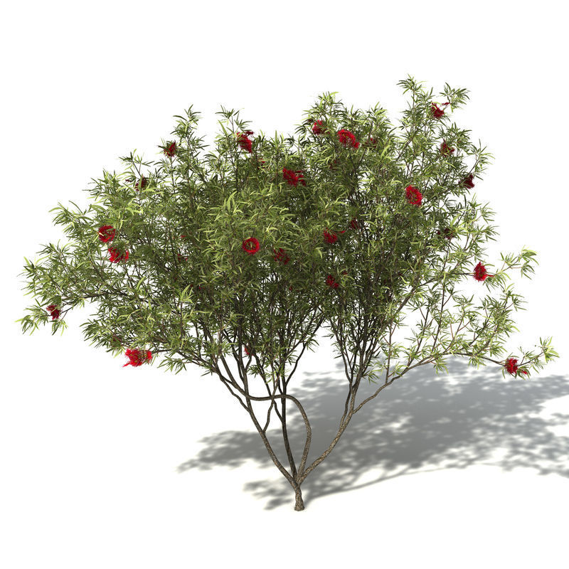 2020 XfrogPlants Oceania 3 Library  3D model_11