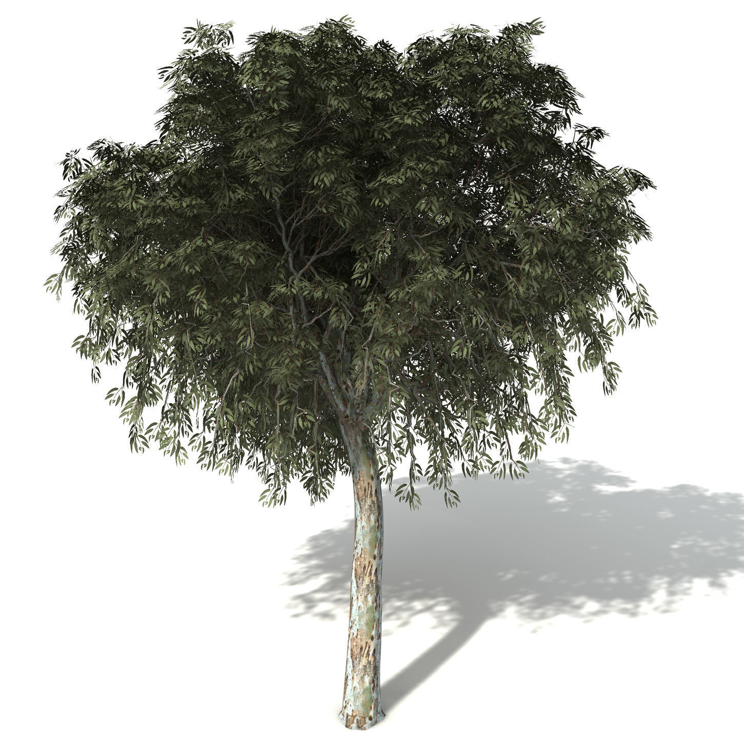 2020 XfrogPlants Oceania 3 Library  3D model_13