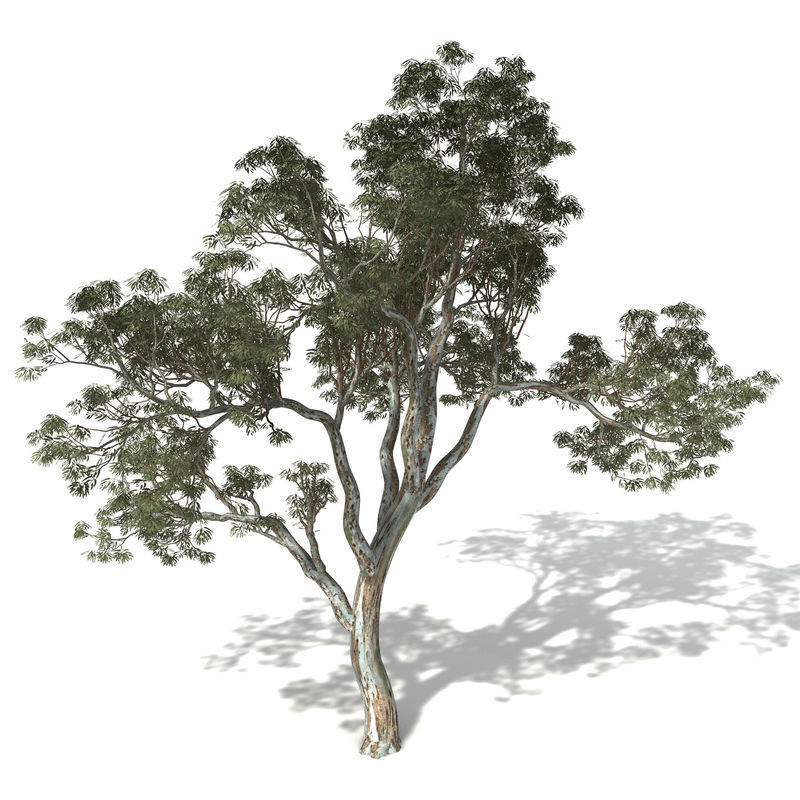 2020 XfrogPlants Oceania 3 Library  3D model_14