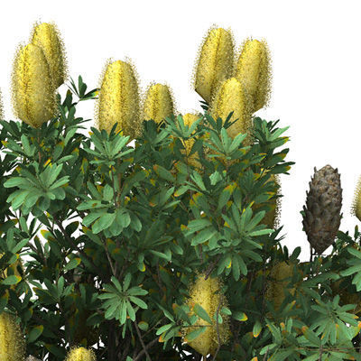 2020 XfrogPlants Oceania 3 Library  3D model_5