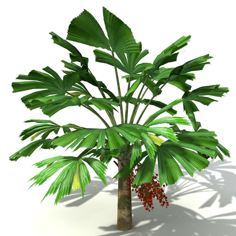 2020 XfrogPlants Oceania 3 Library  3D model_19