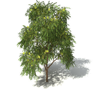 2020 XfrogPlants Oceania 3 Library  3D model_20
