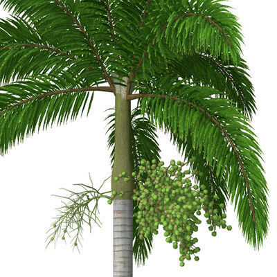 2020 XfrogPlants Oceania 3 Library  3D model_22