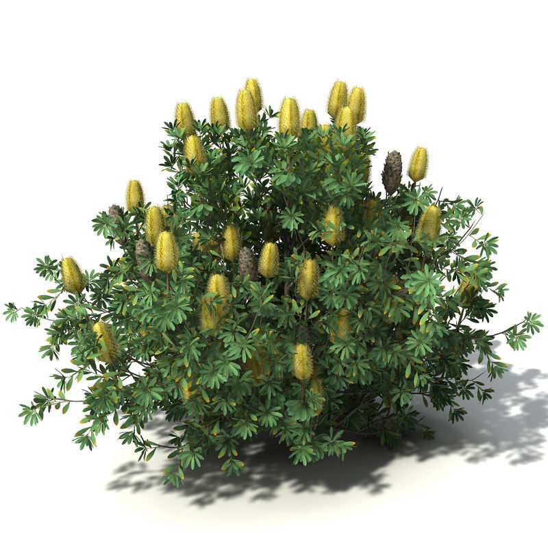 2020 XfrogPlants Oceania 3 Library  3D model_3
