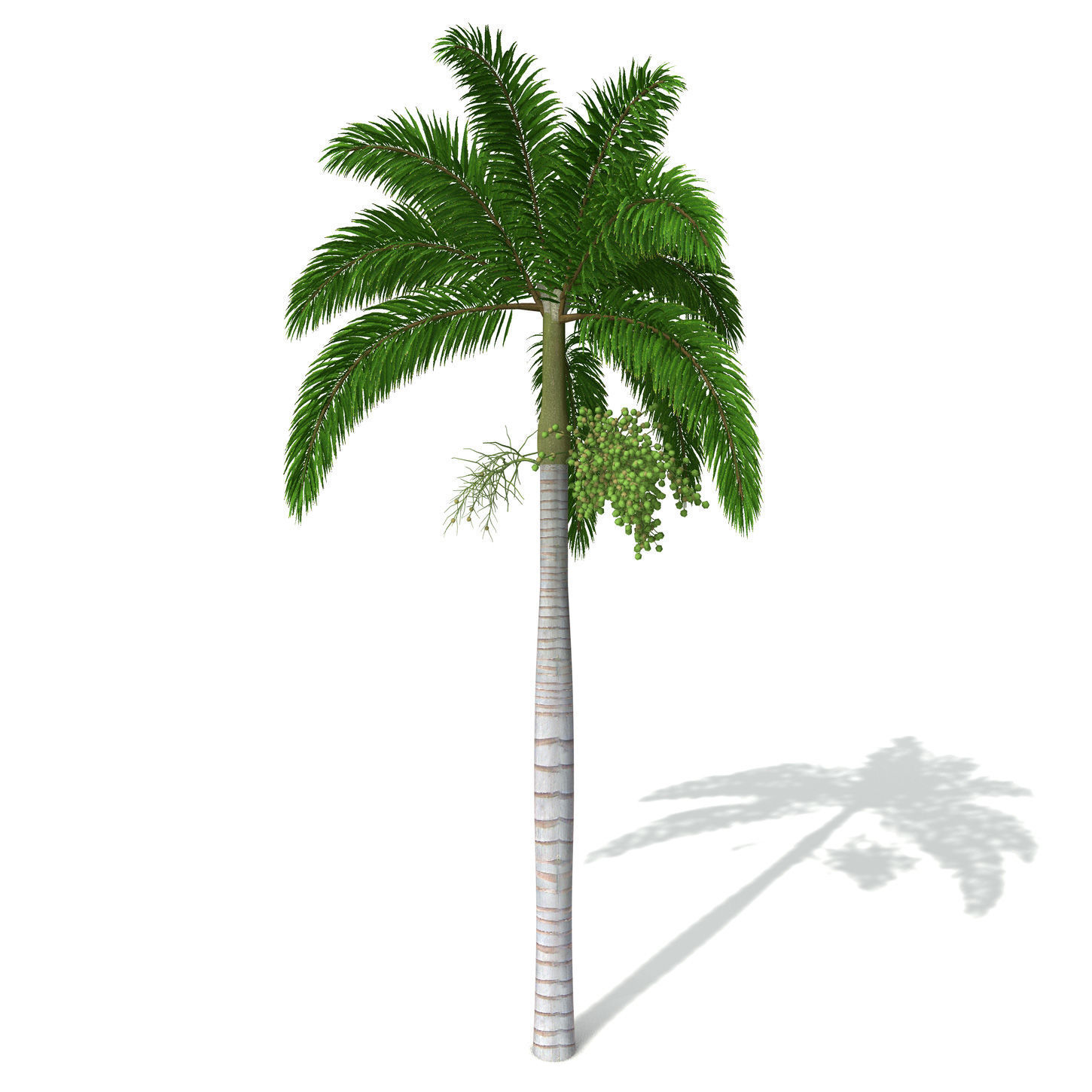 2020 XfrogPlants Oceania 3 Library  3D model_23