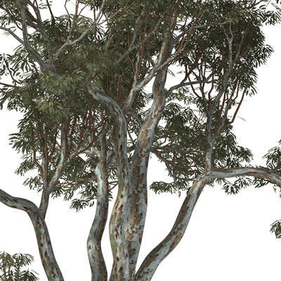 2020 XfrogPlants Oceania 3 Library  3D model_12