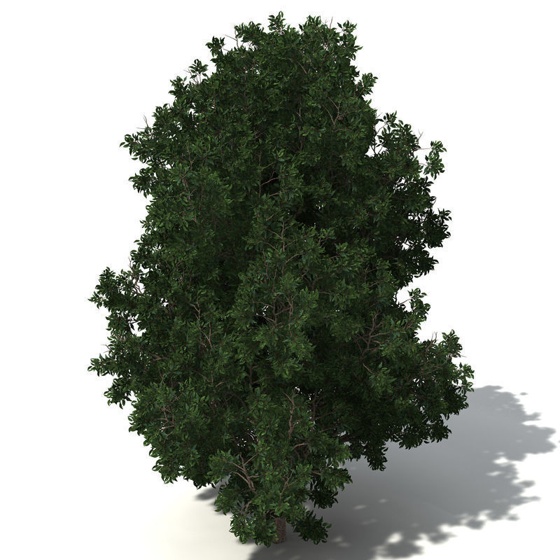2020 XfrogPlants Oceania 3 Library  3D model_6