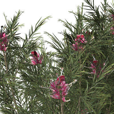 2020 XfrogPlants Oceania 3 Library  3D model_17