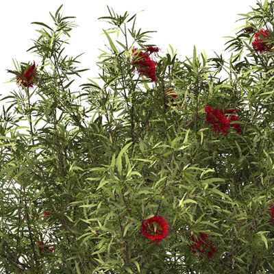 2020 XfrogPlants Oceania 3 Library  3D model_10