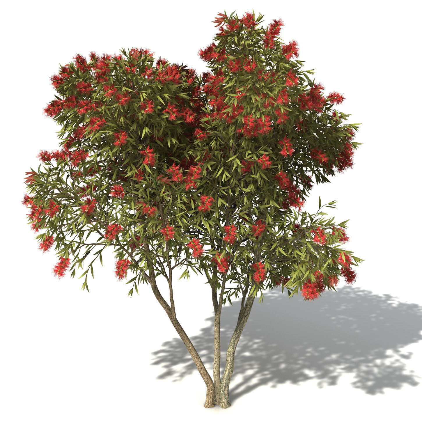 2020 XfrogPlants Oceania 3 Library  3D model_4