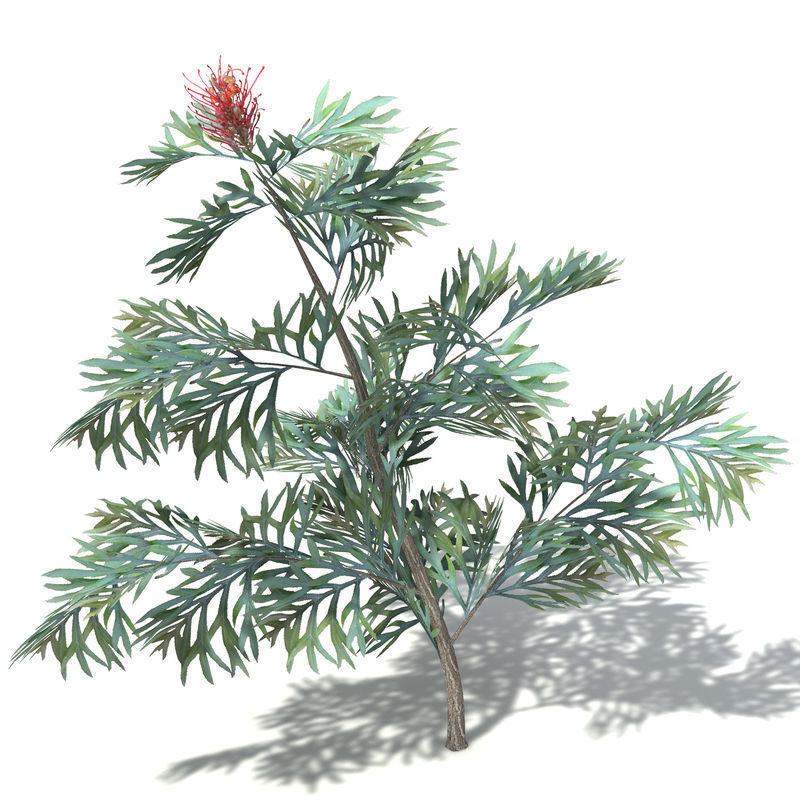 2020 XfrogPlants Oceania 3 Library  3D model_16