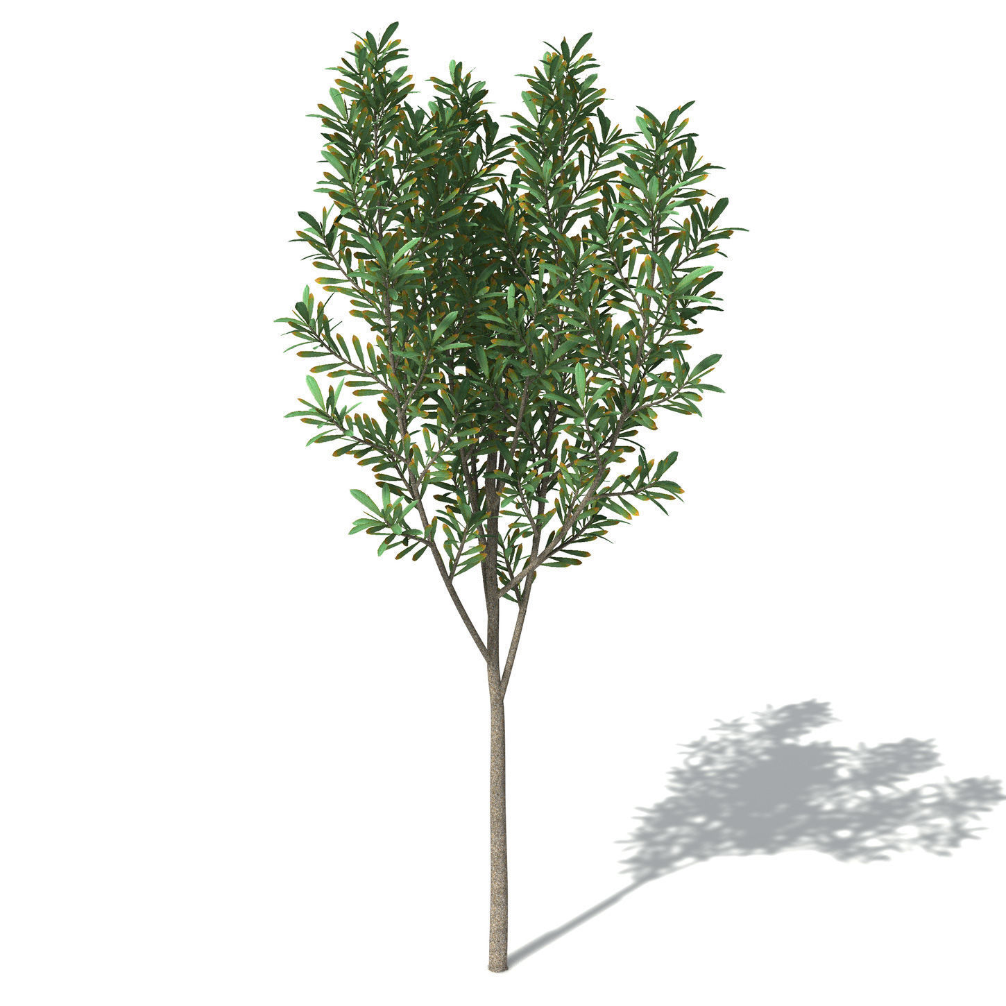 2020 XfrogPlants Oceania 3 Library  3D model_7