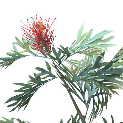 2020 XfrogPlants Oceania 3 Library  3D model_15