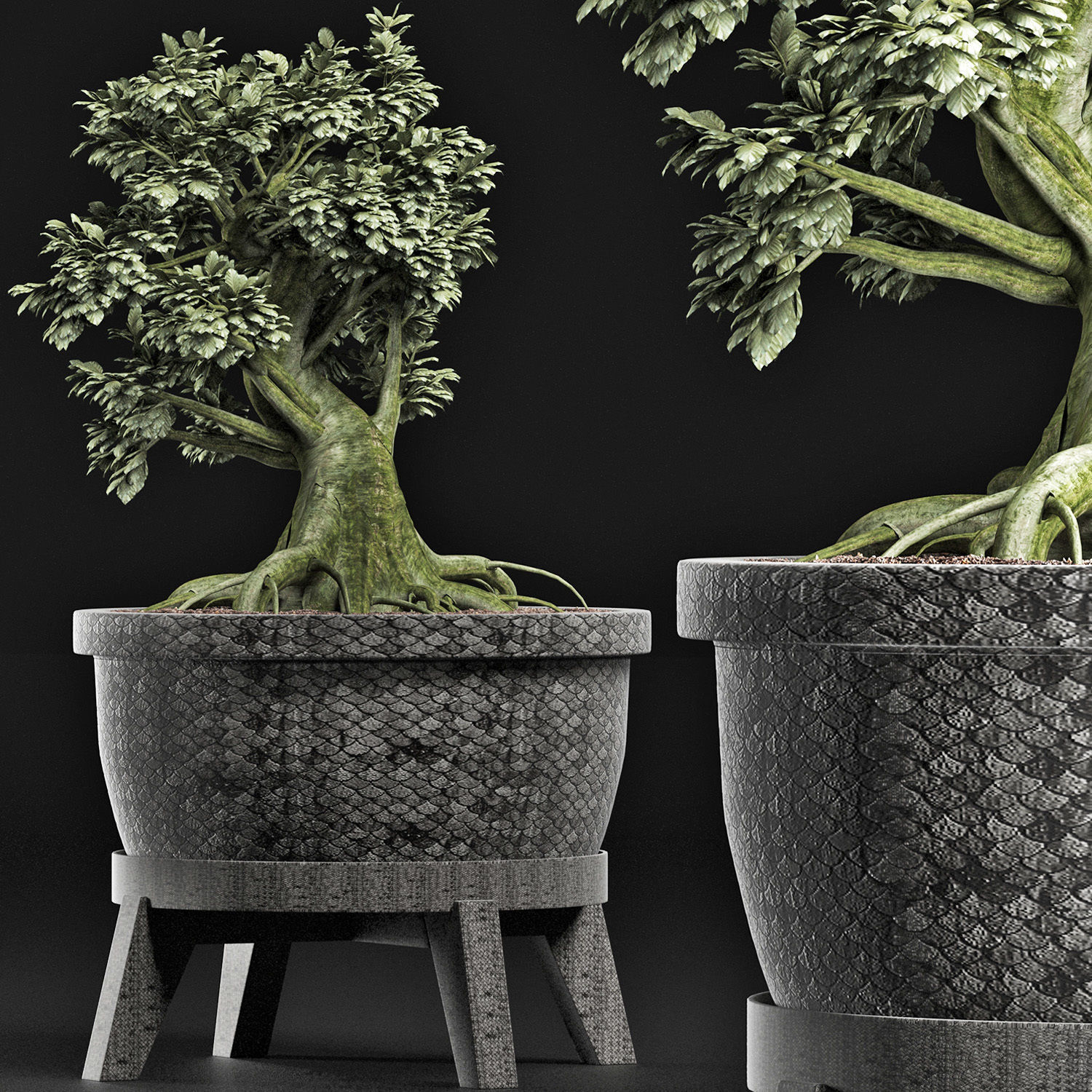 Plants Collection 173 Sageretia Theezans Mini Bonsai 3D model_2