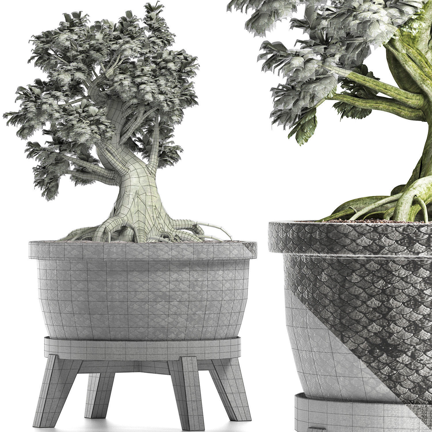 Plants Collection 173 Sageretia Theezans Mini Bonsai 3D model_6