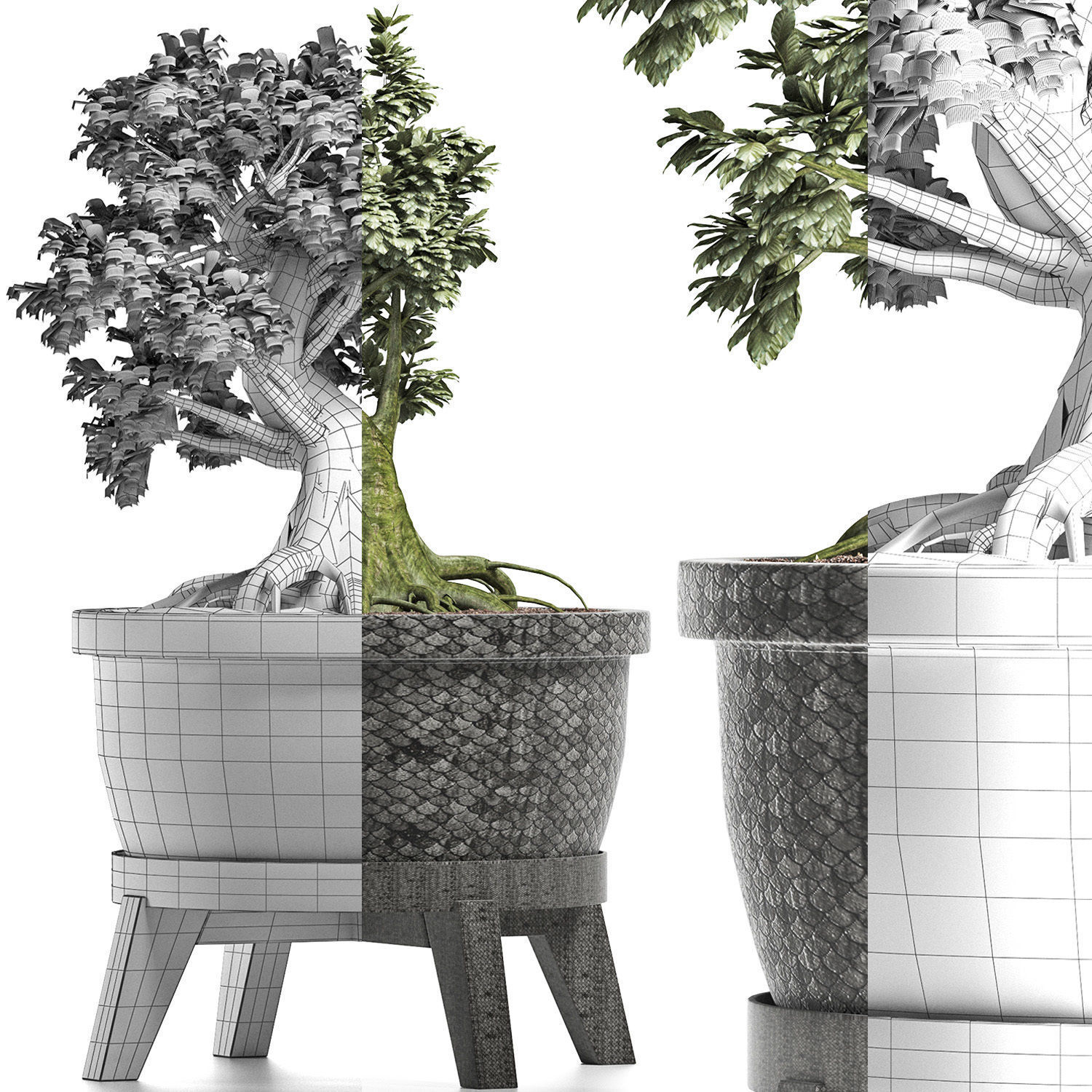 Plants Collection 173 Sageretia Theezans Mini Bonsai 3D model_7