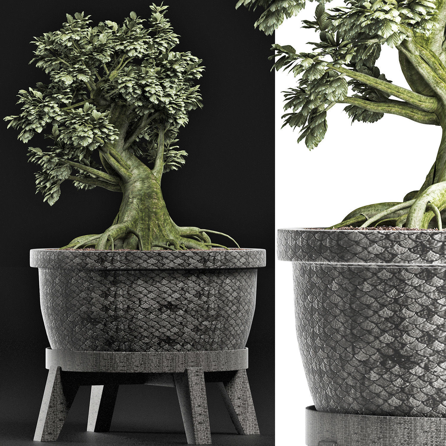 Plants Collection 173 Sageretia Theezans Mini Bonsai 3D model_4