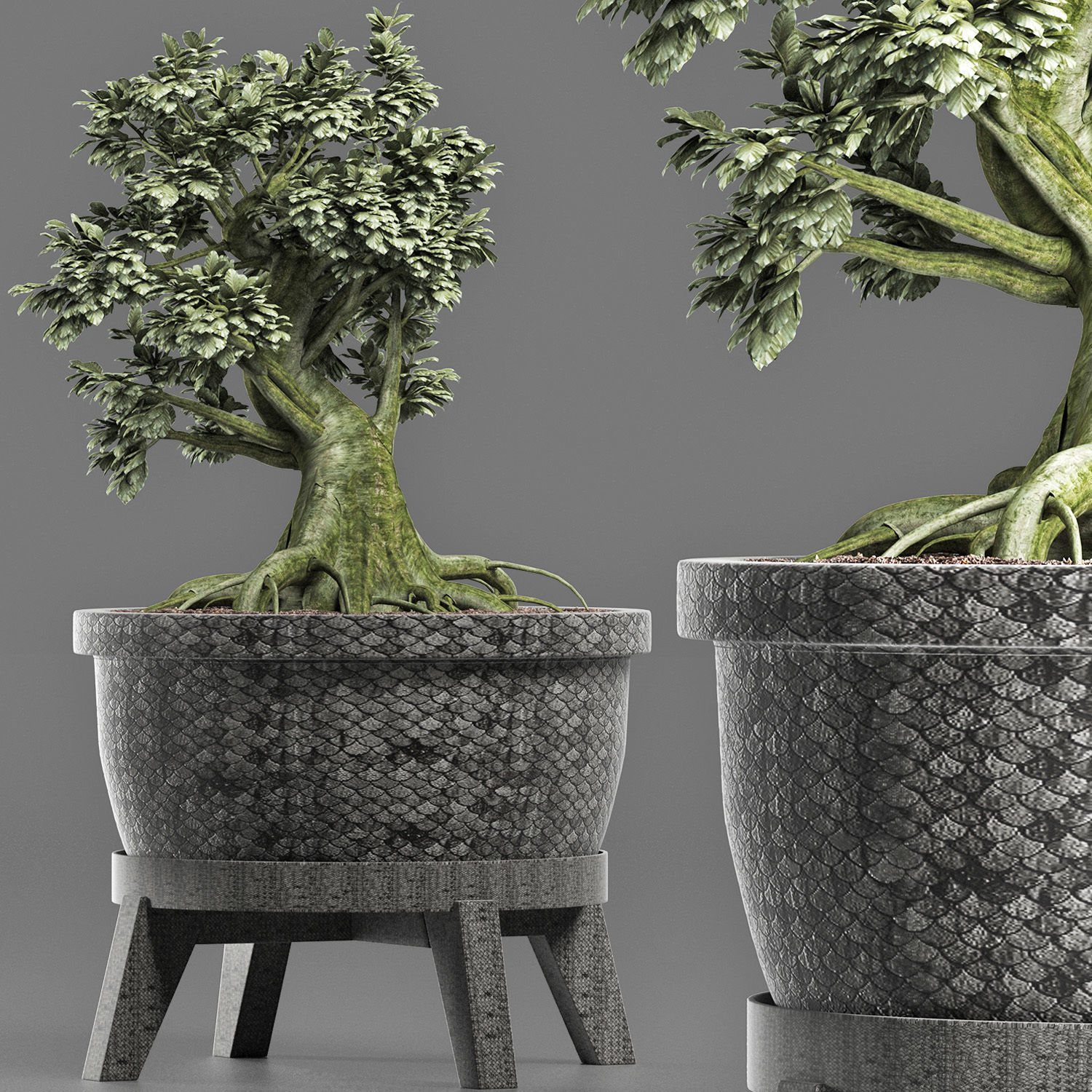 Plants Collection 173 Sageretia Theezans Mini Bonsai 3D model_3