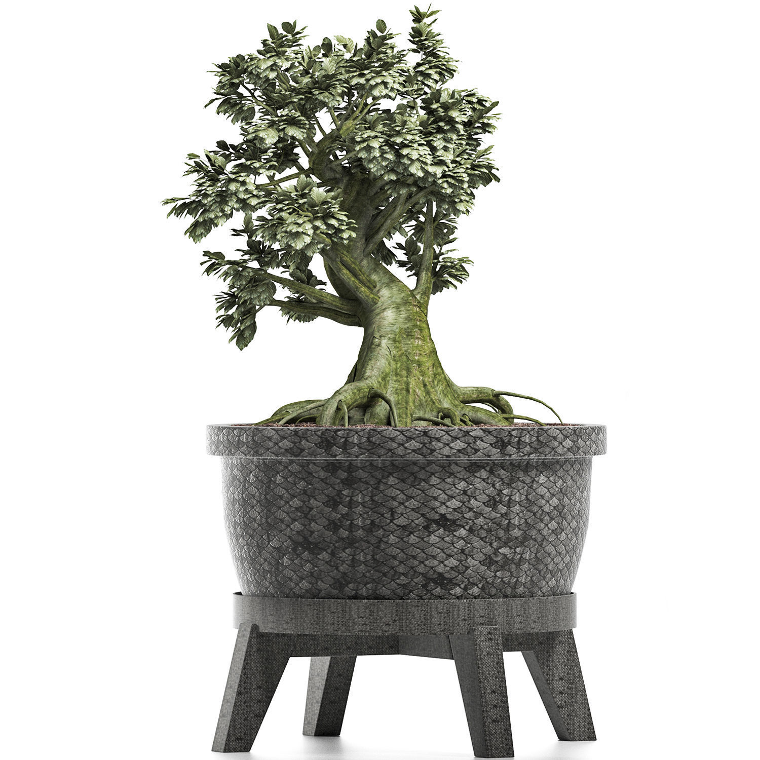 Plants Collection 173 Sageretia Theezans Mini Bonsai 3D model_1