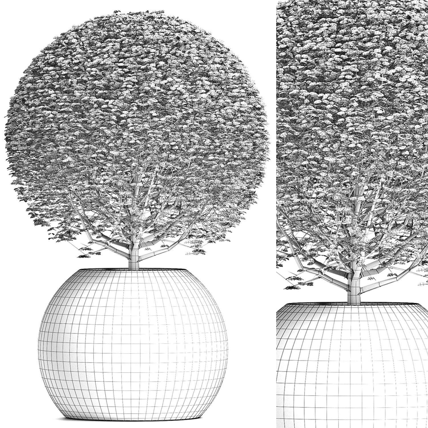 Plants Collection 174 Ligustrum Lucidum 3D model_9