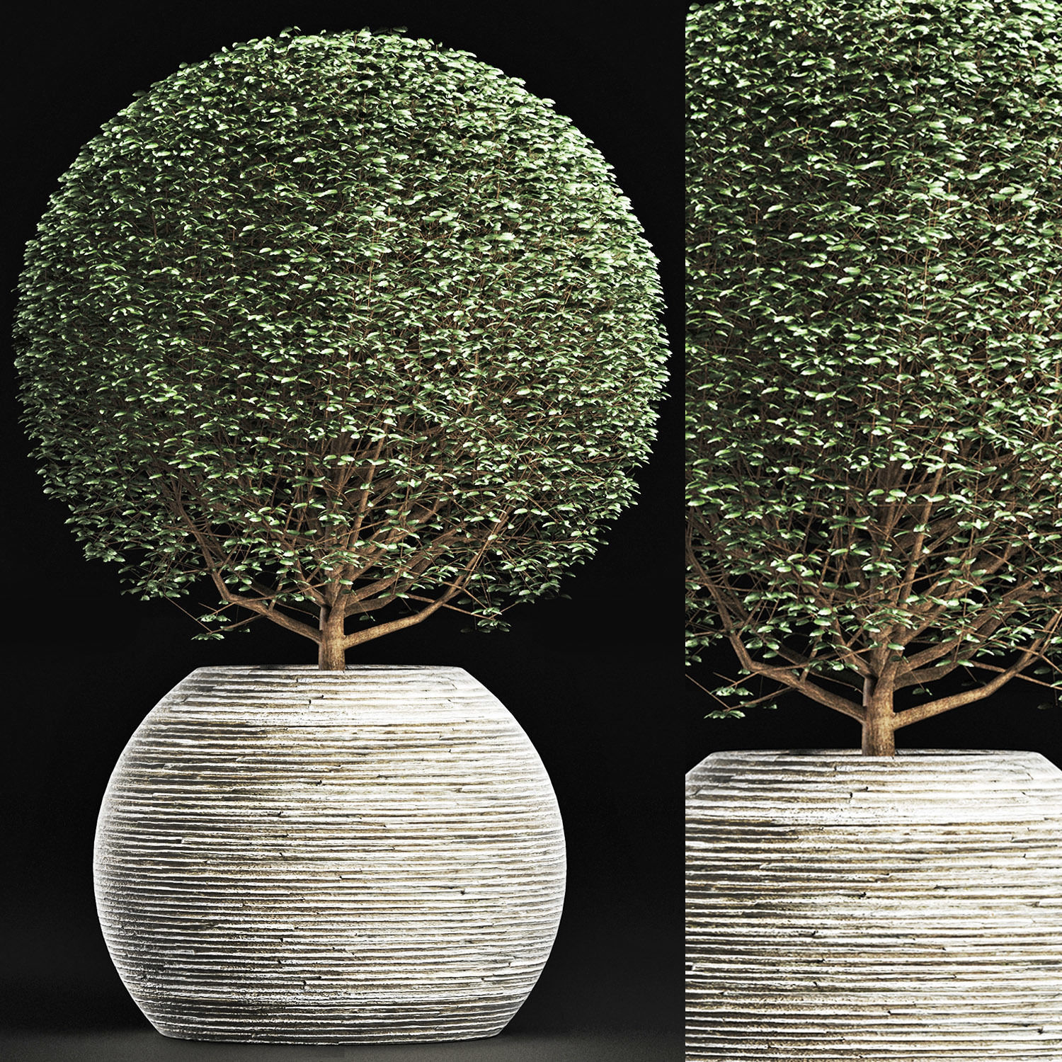 Plants Collection 174 Ligustrum Lucidum 3D model_8