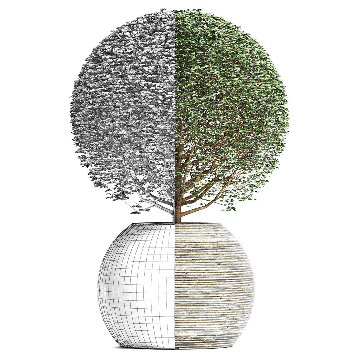 Plants Collection 174 Ligustrum Lucidum 3D model_3