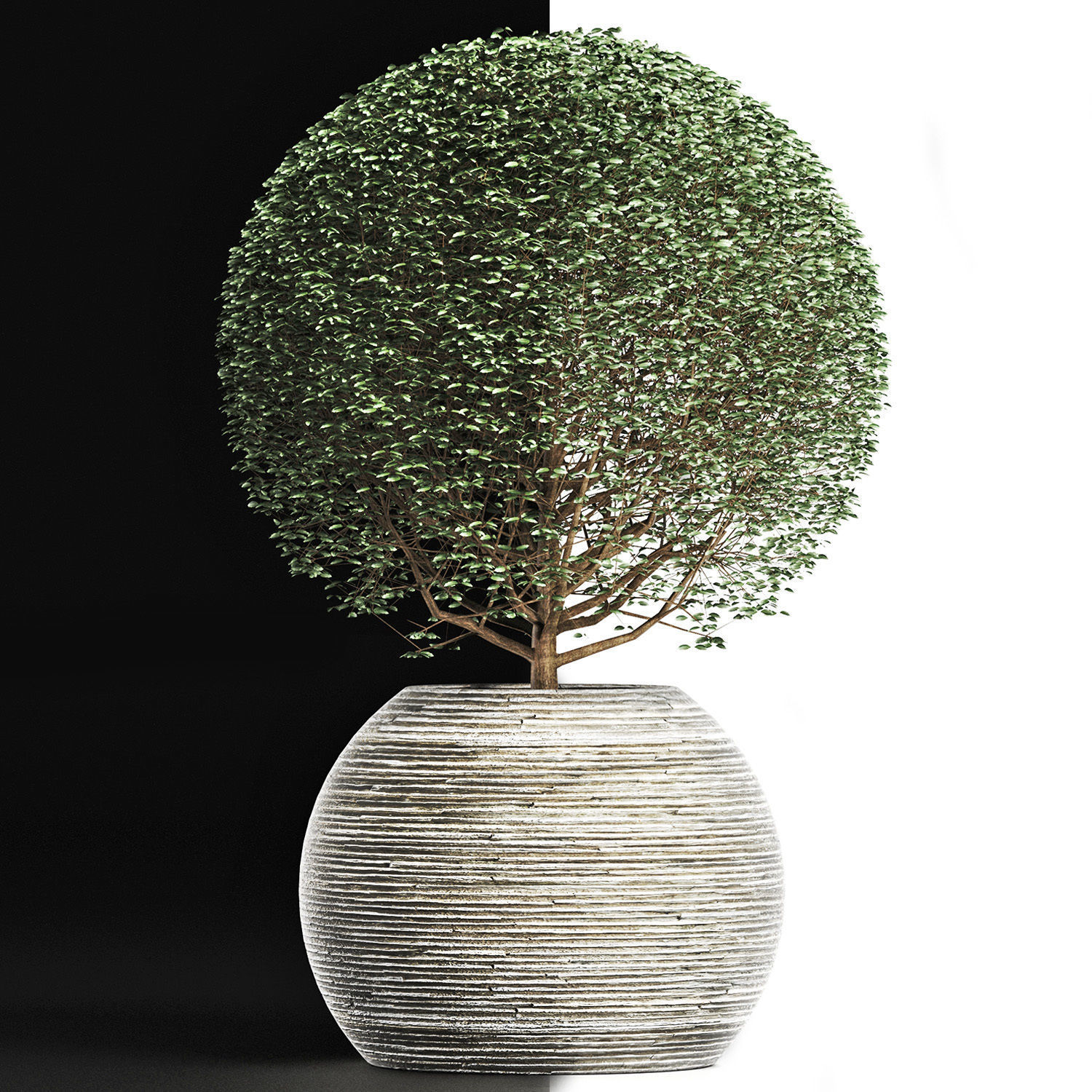 Plants Collection 174 Ligustrum Lucidum 3D model_10