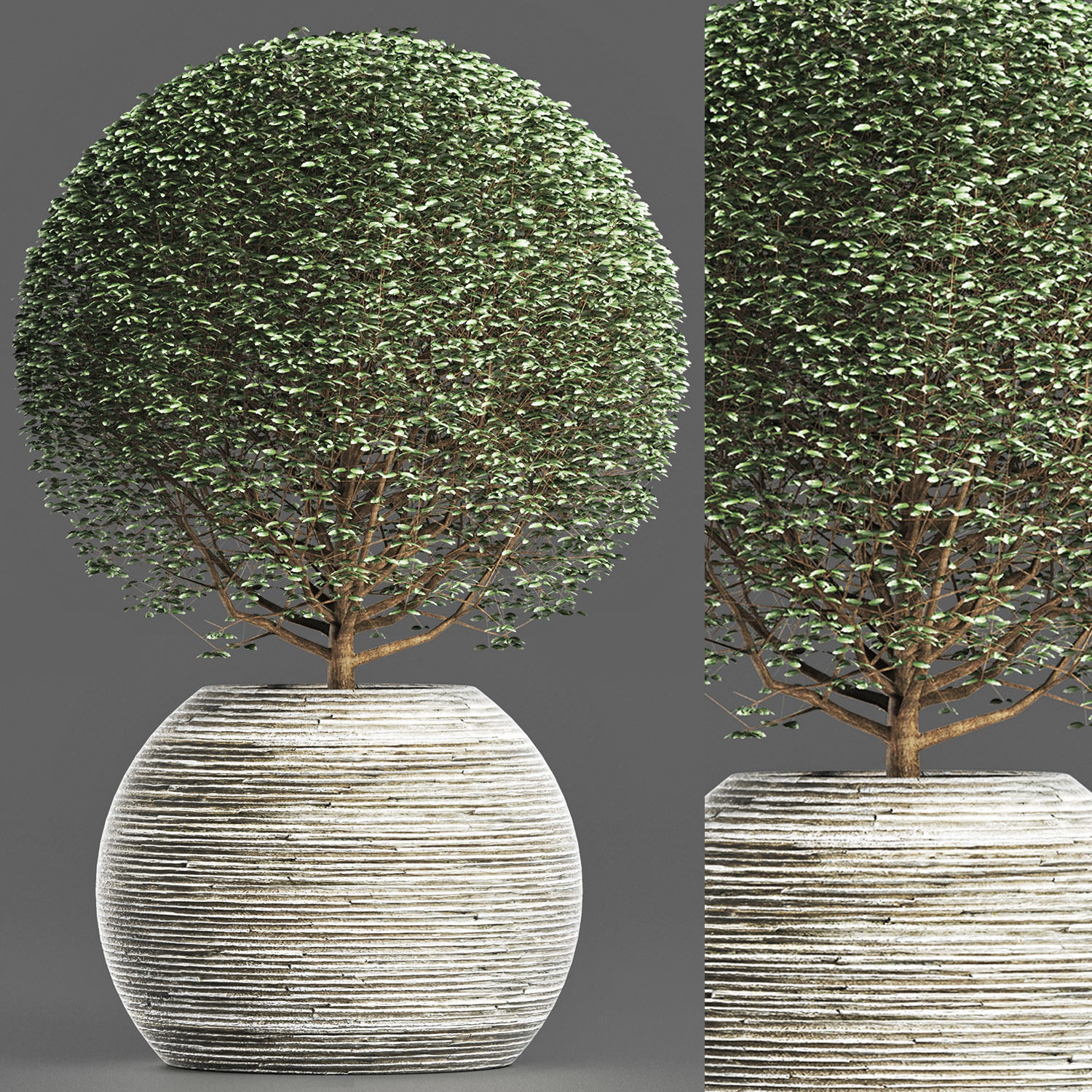 Plants Collection 174 Ligustrum Lucidum 3D model_4