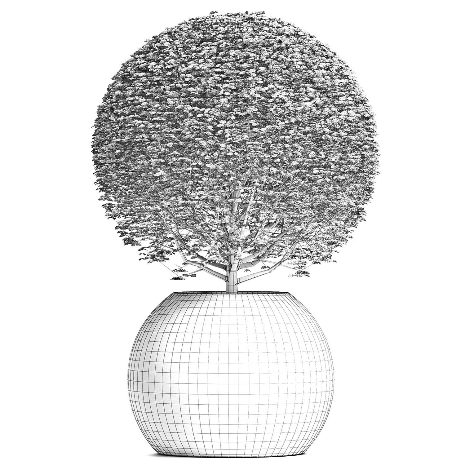 Plants Collection 174 Ligustrum Lucidum 3D model_6