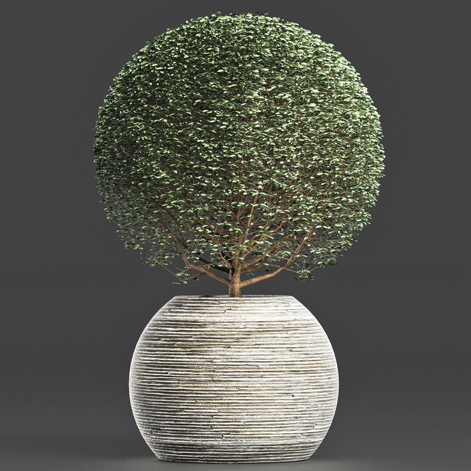 Plants Collection 174 Ligustrum Lucidum 3D model_11