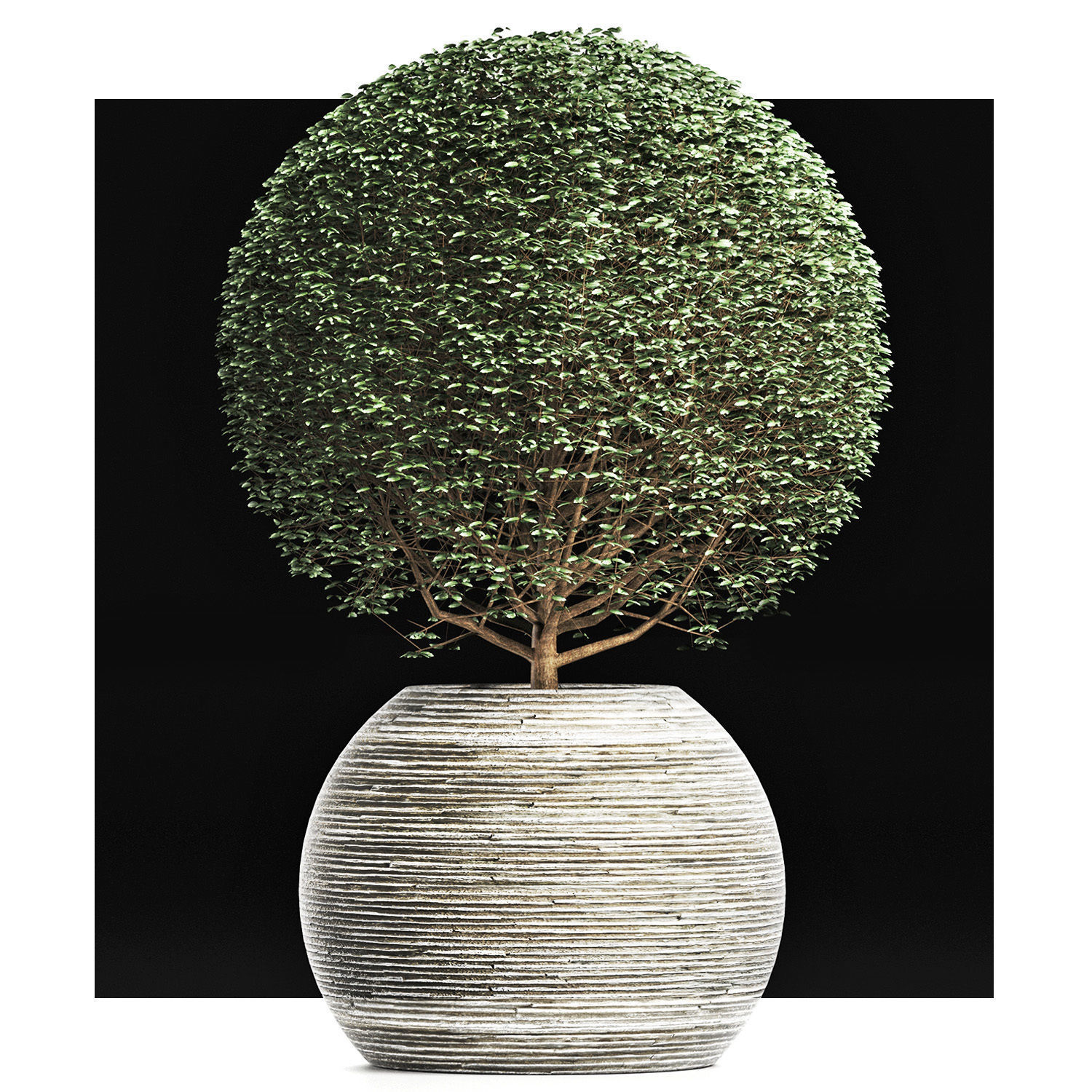 Plants Collection 174 Ligustrum Lucidum 3D model_1