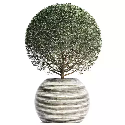 Plants Collection 174 Ligustrum Lucidum 3D model