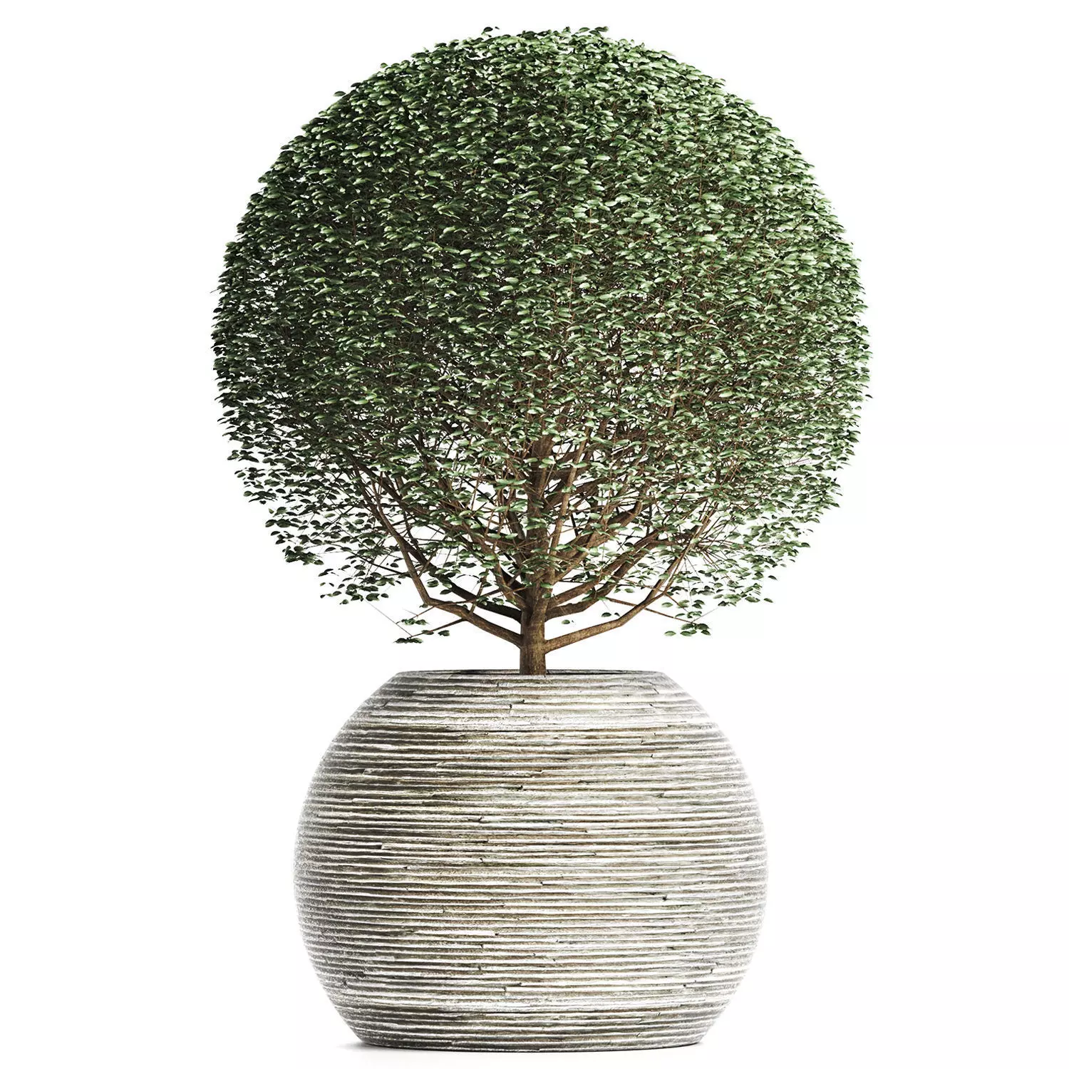 Plants Collection 174 Ligustrum Lucidum 3D model_0