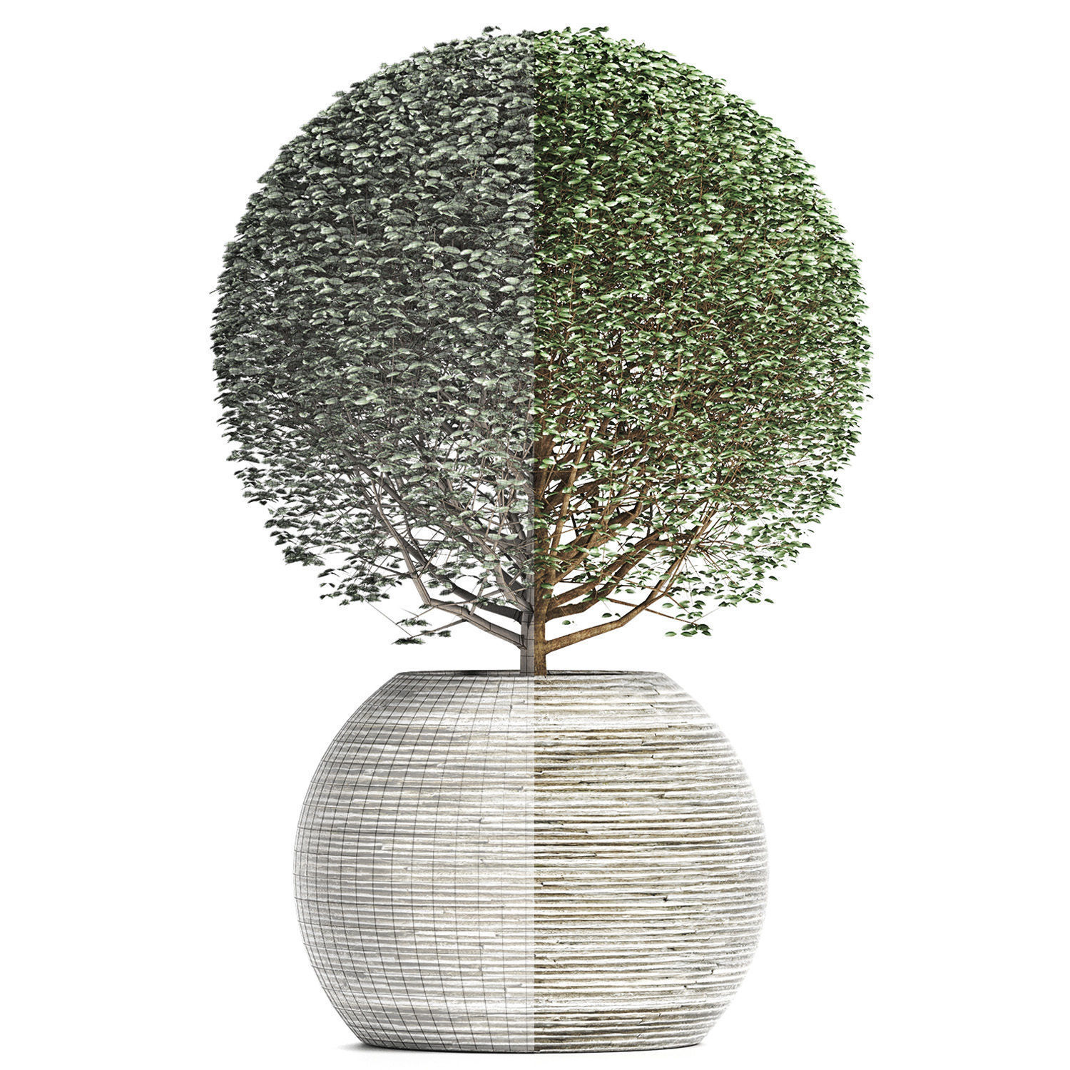 Plants Collection 174 Ligustrum Lucidum 3D model_2