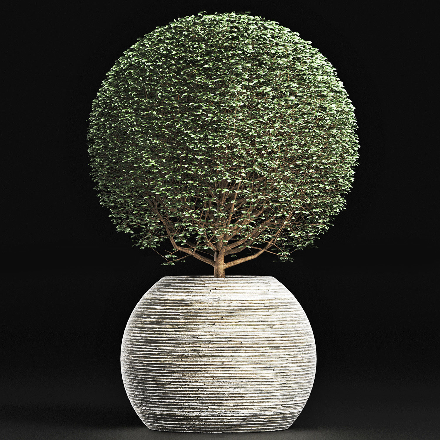 Plants Collection 174 Ligustrum Lucidum 3D model_5