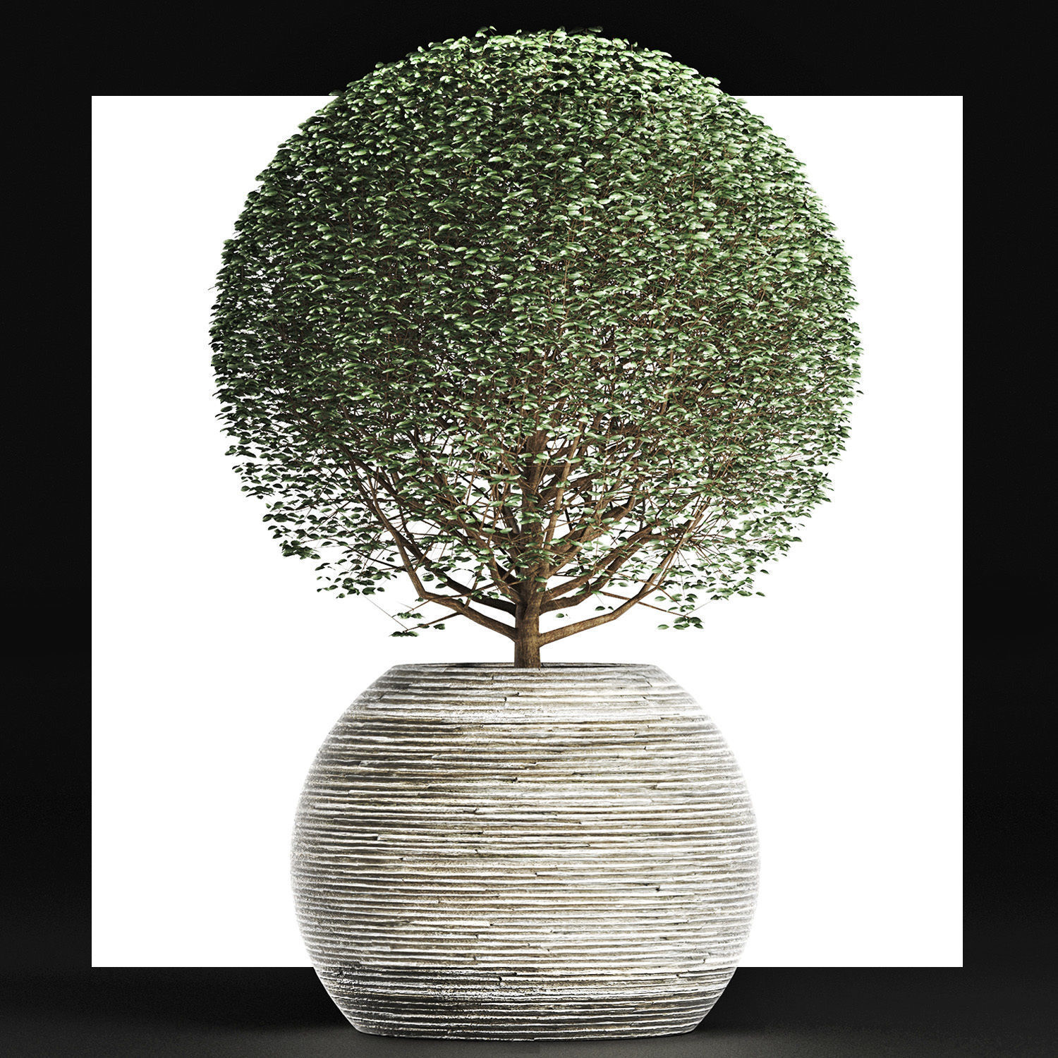 Plants Collection 174 Ligustrum Lucidum 3D model_12