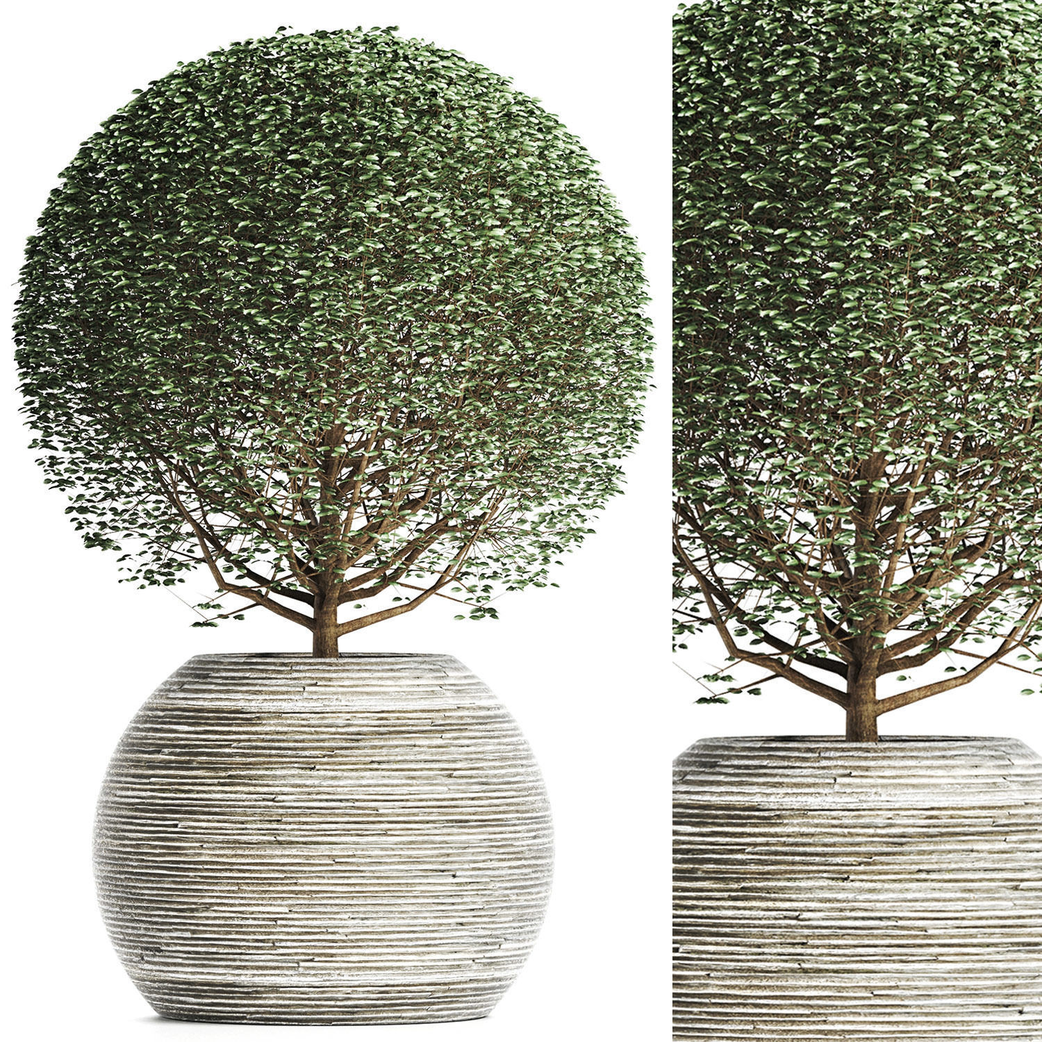 Plants Collection 174 Ligustrum Lucidum 3D model_7