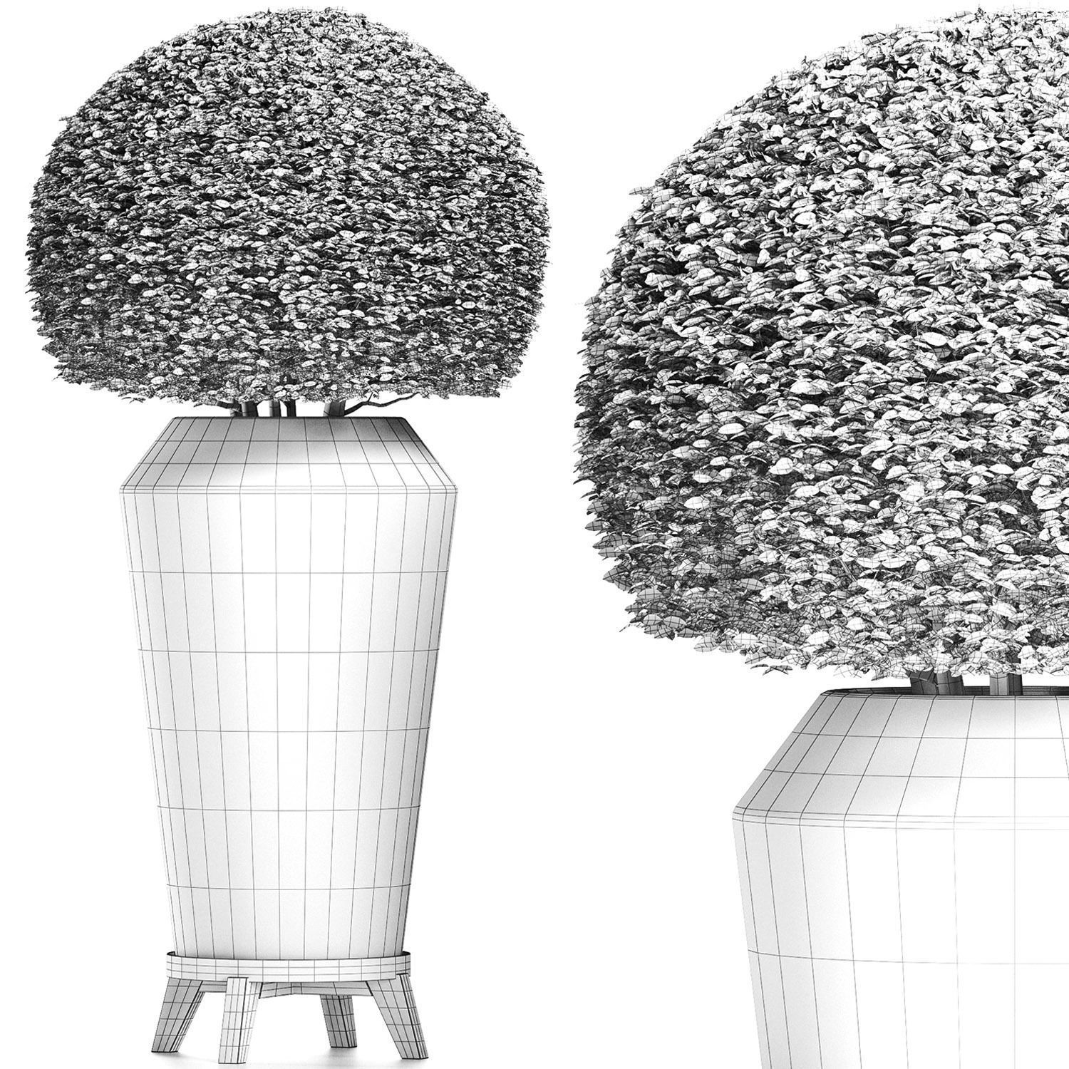 Plants Collection 175 Ligustrum Lucidum 3D model_8