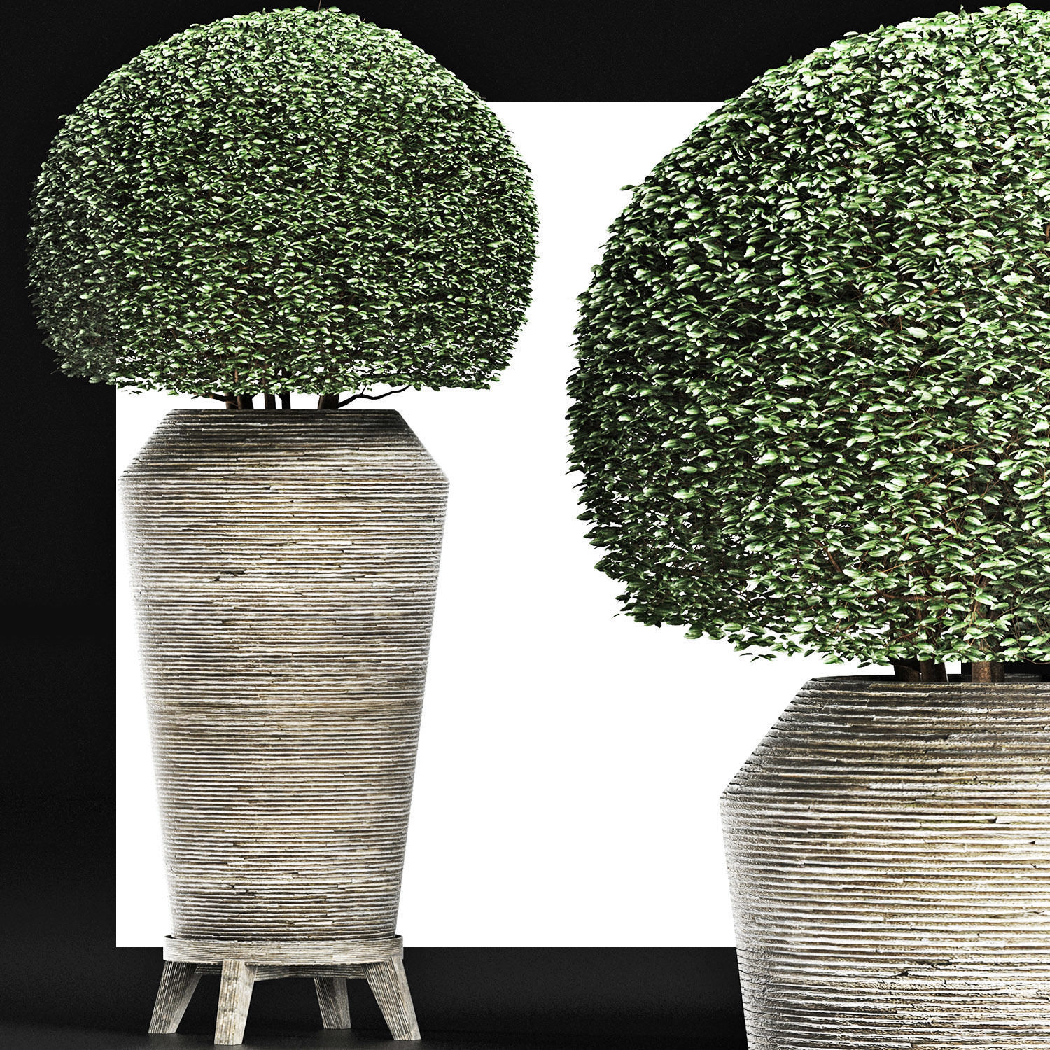 Plants Collection 175 Ligustrum Lucidum 3D model_6