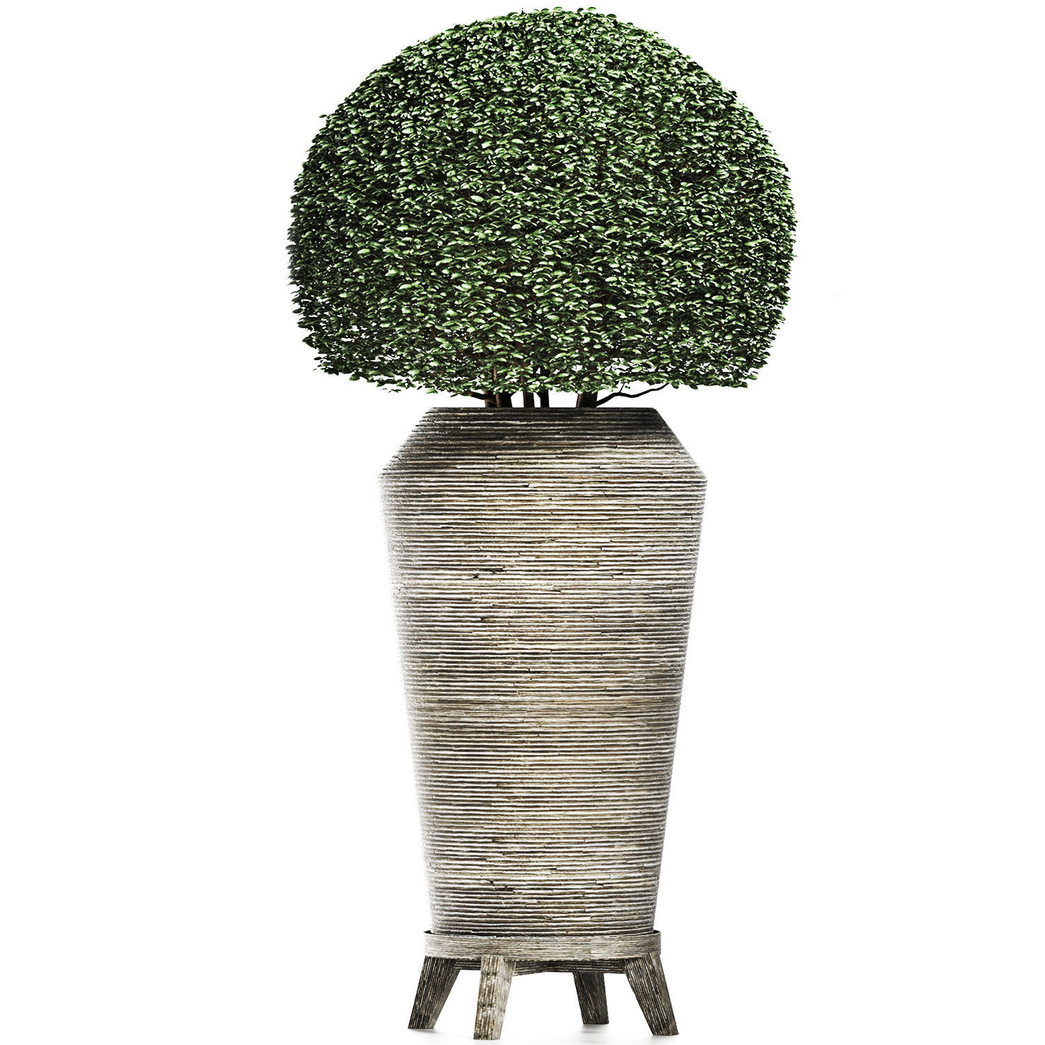 Plants Collection 175 Ligustrum Lucidum 3D model_2