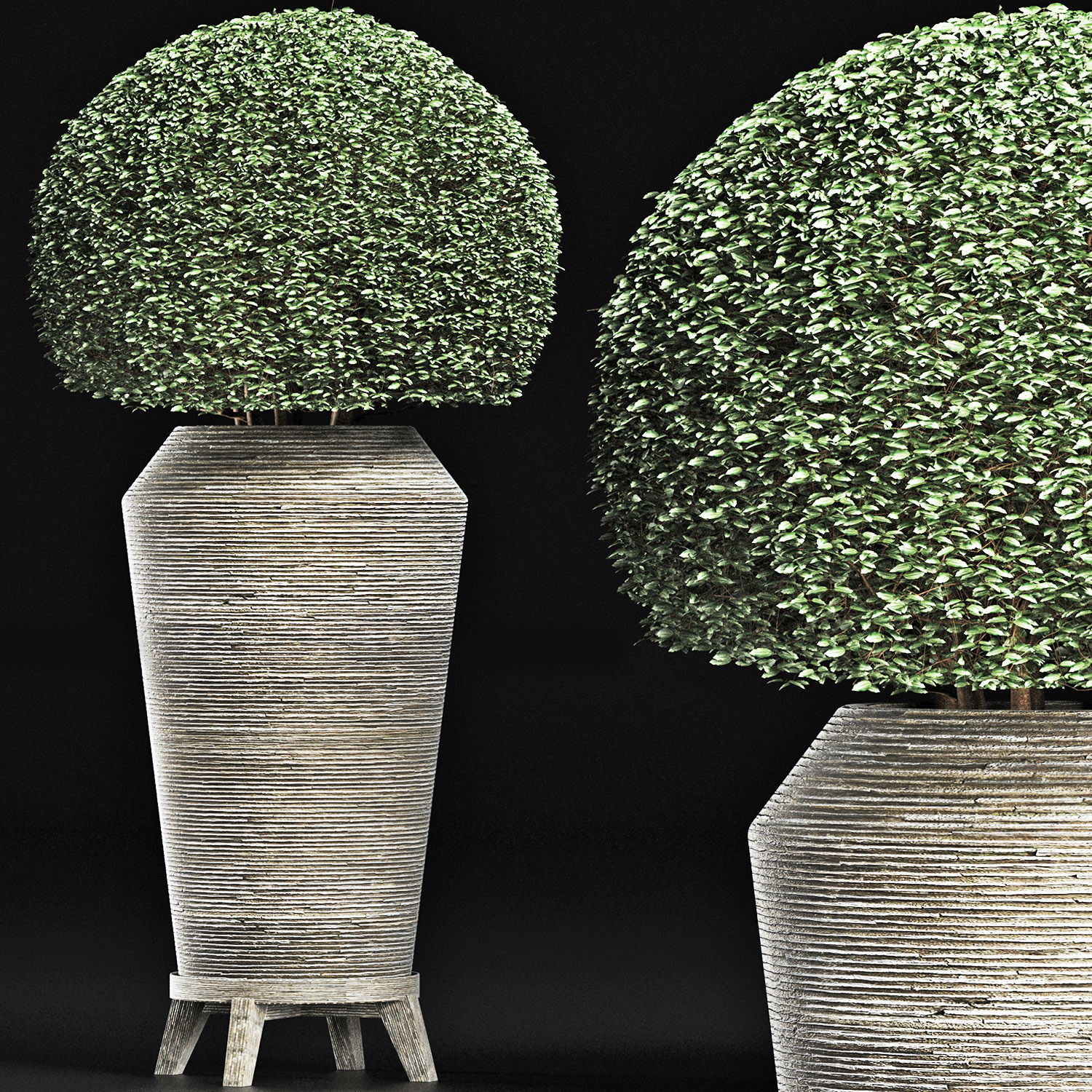 Plants Collection 175 Ligustrum Lucidum 3D model_3