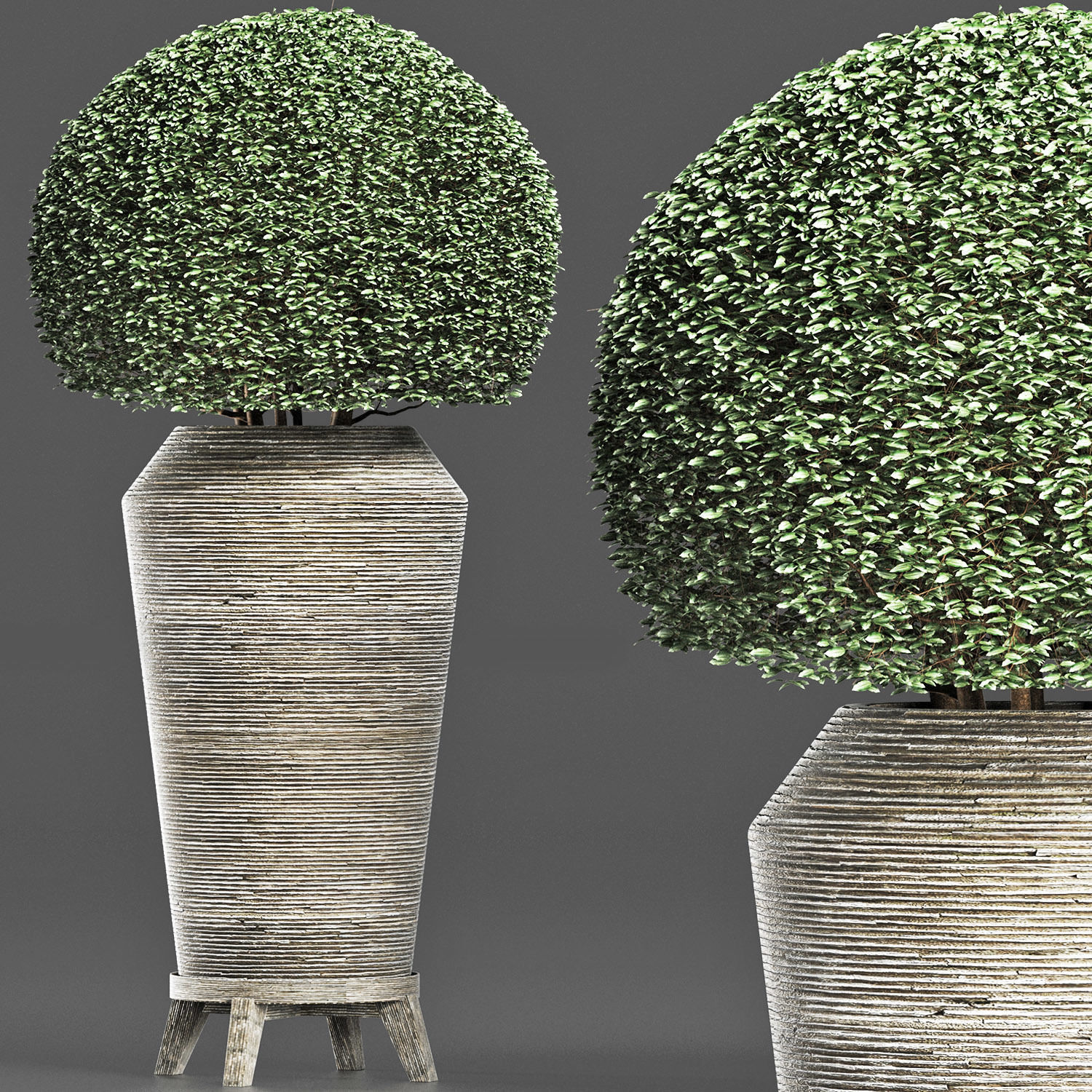 Plants Collection 175 Ligustrum Lucidum 3D model_4