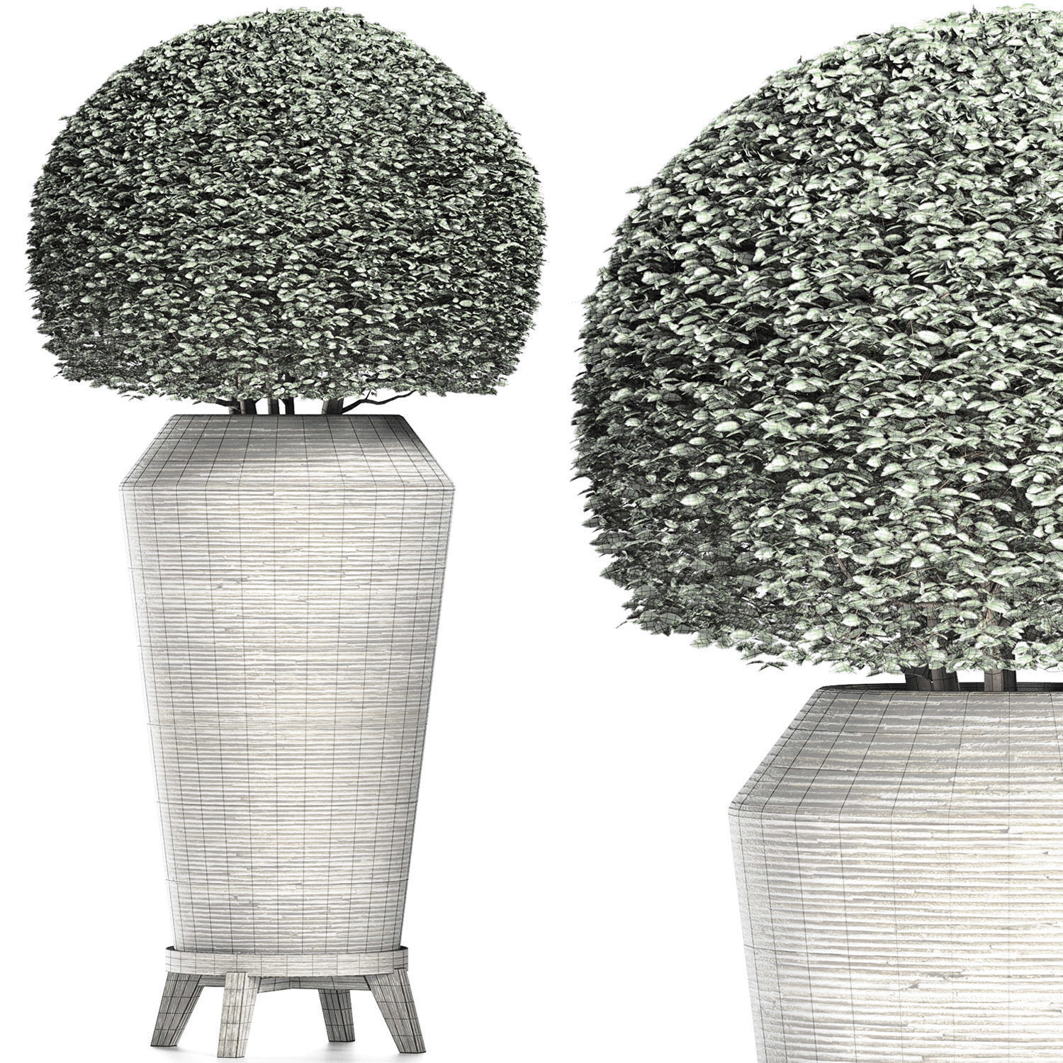 Plants Collection 175 Ligustrum Lucidum 3D model_9