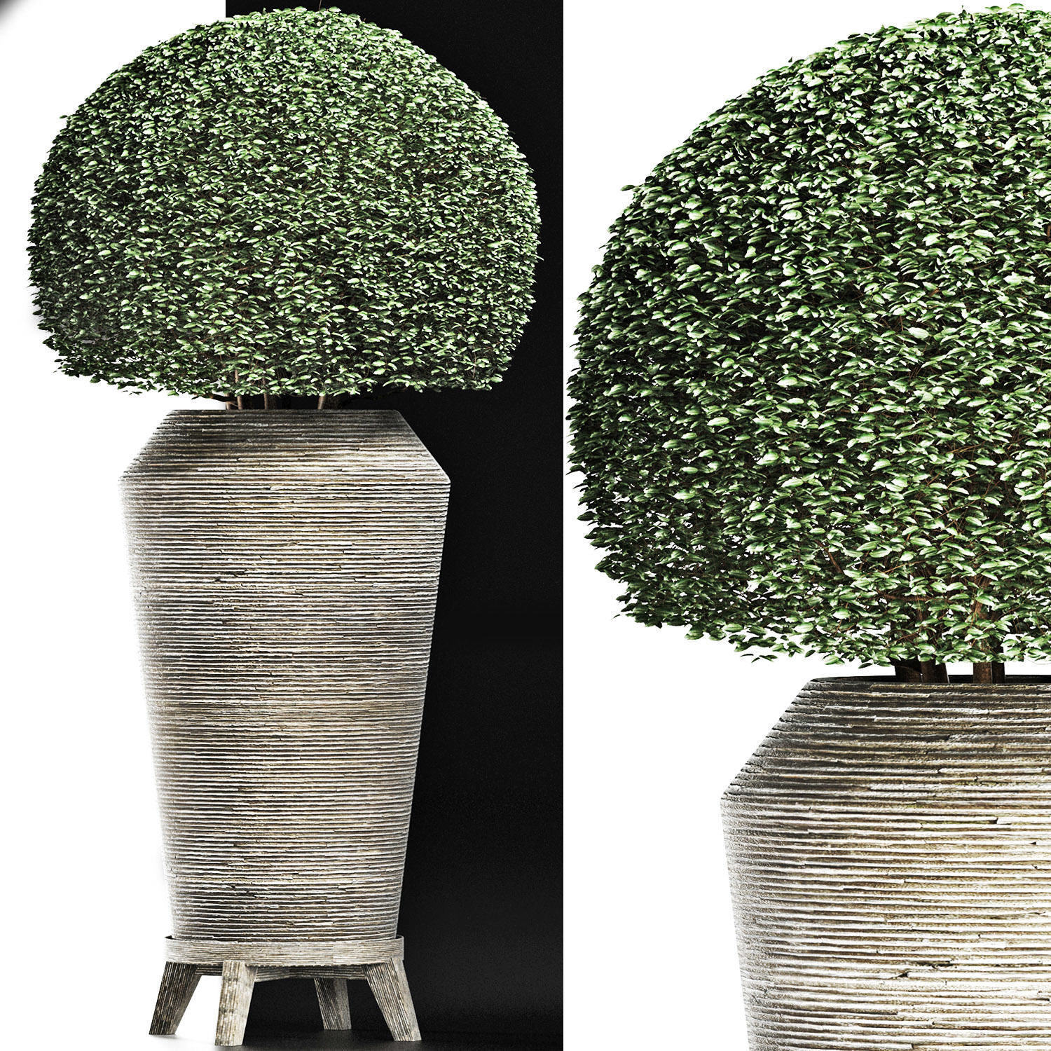 Plants Collection 175 Ligustrum Lucidum 3D model_5