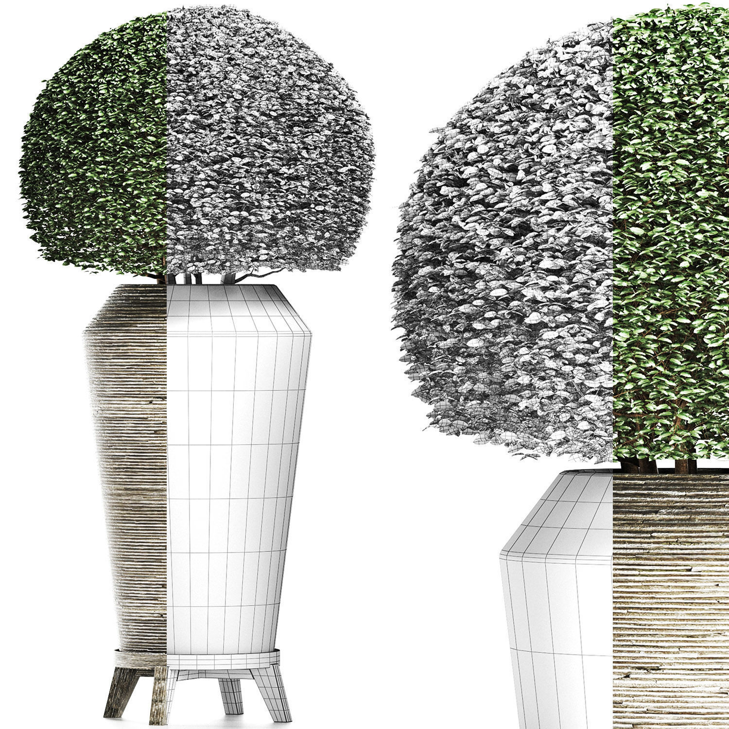 Plants Collection 175 Ligustrum Lucidum 3D model_1