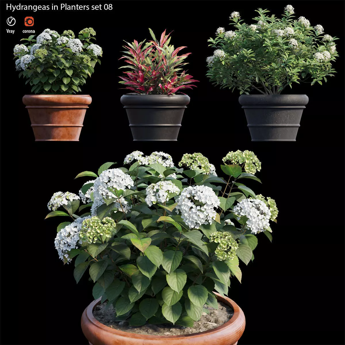 Hydrangea in planters set 08  3D model_0