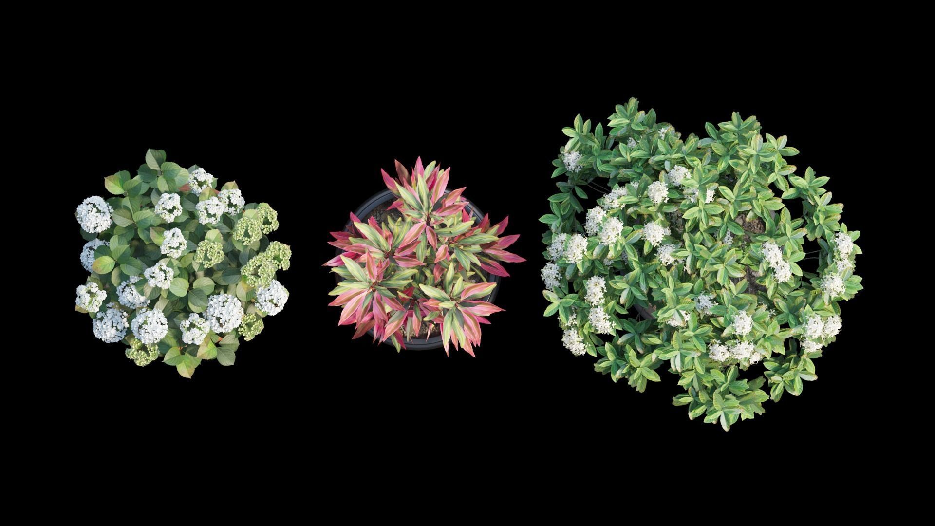 Hydrangea in planters set 08  3D model_10