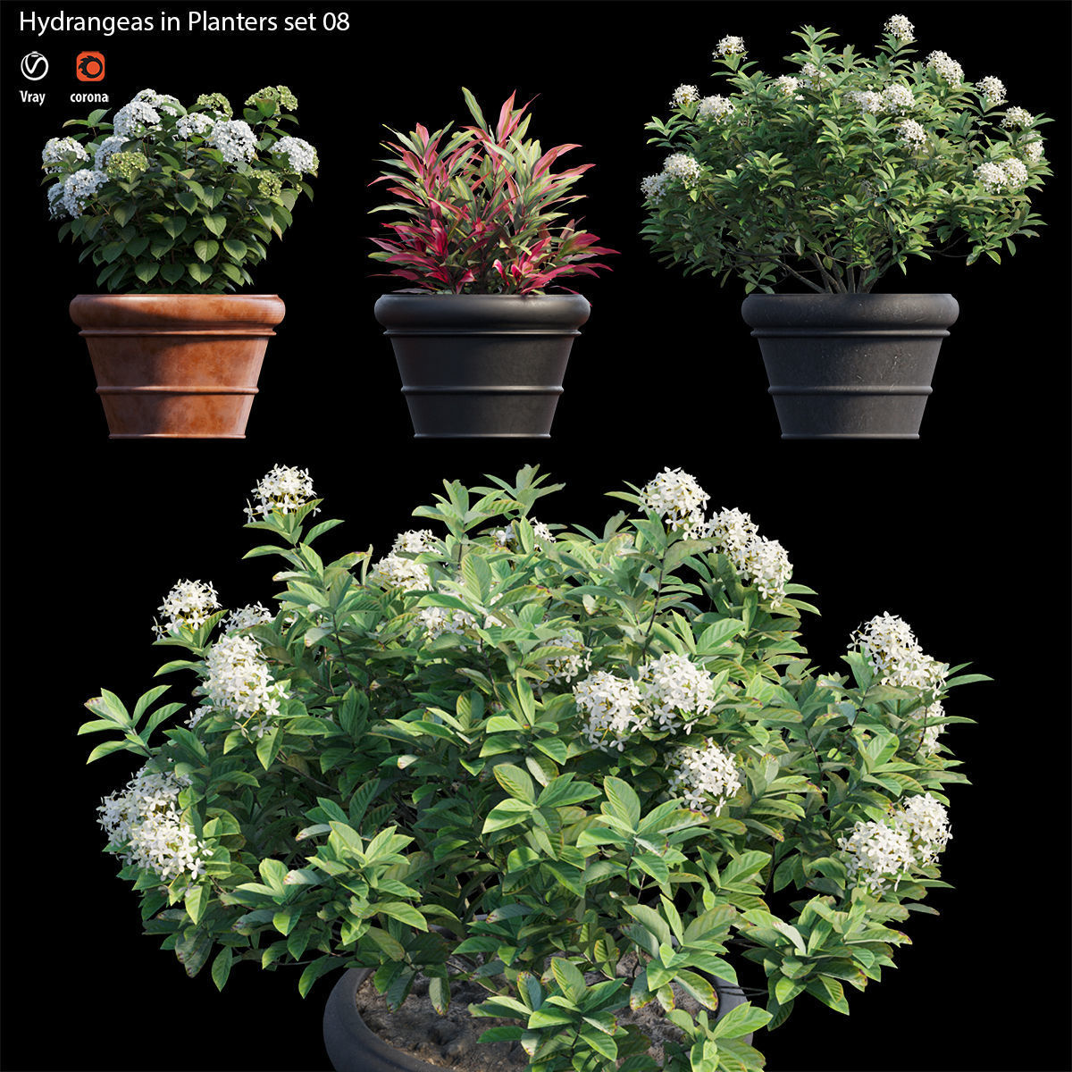 Hydrangea in planters set 08  3D model_2