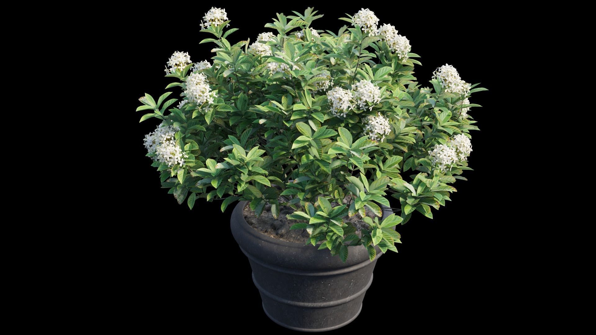 Hydrangea in planters set 08  3D model_8